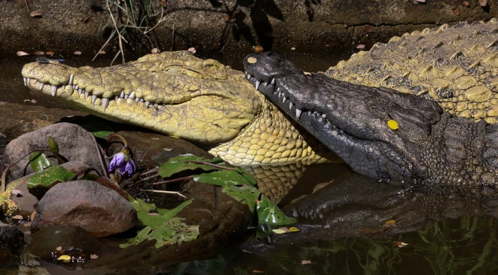 Creature Feature: The Nile Crocodile